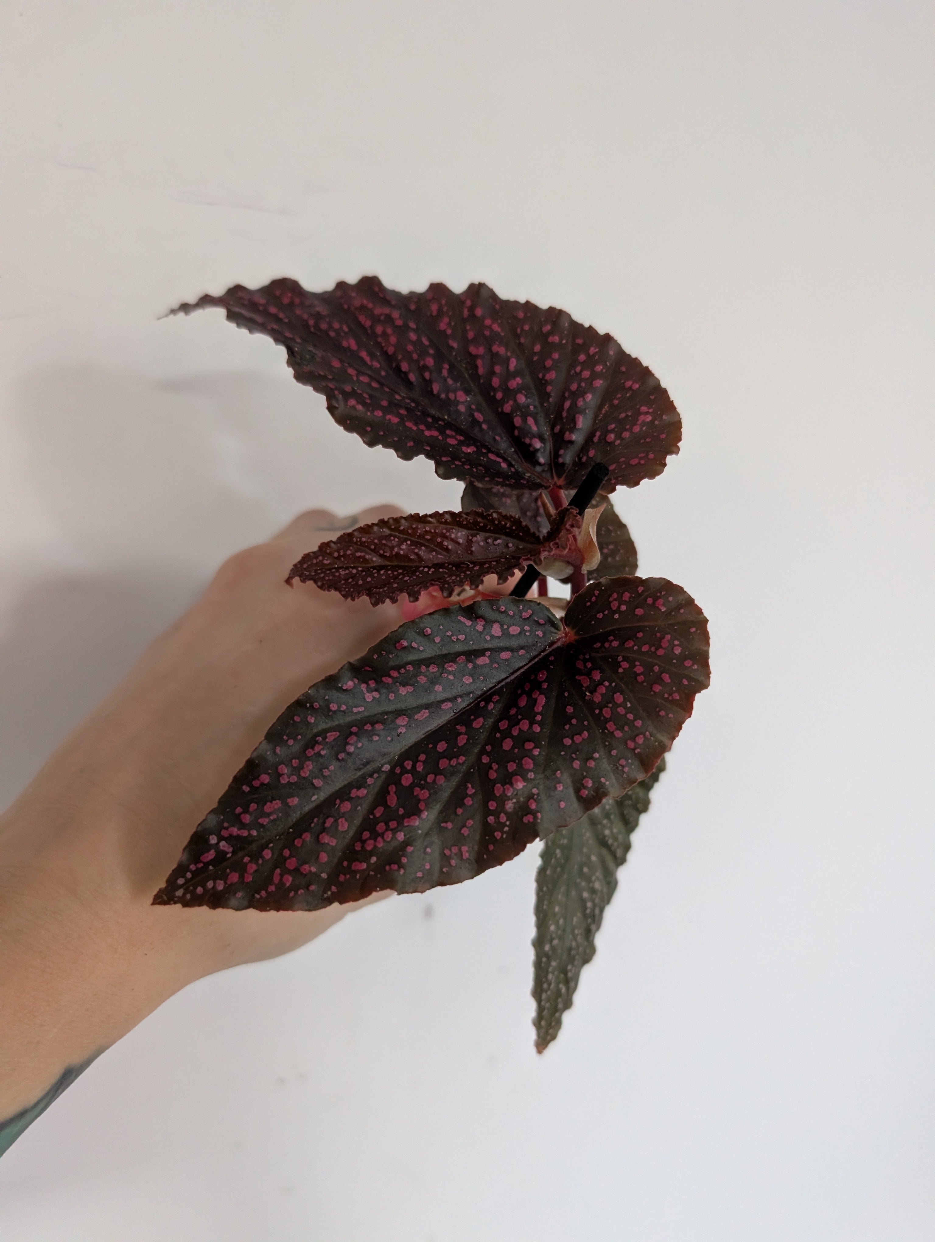 Begonia Benigo Pink 6cm