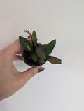 Hoya Butoniae 6cm