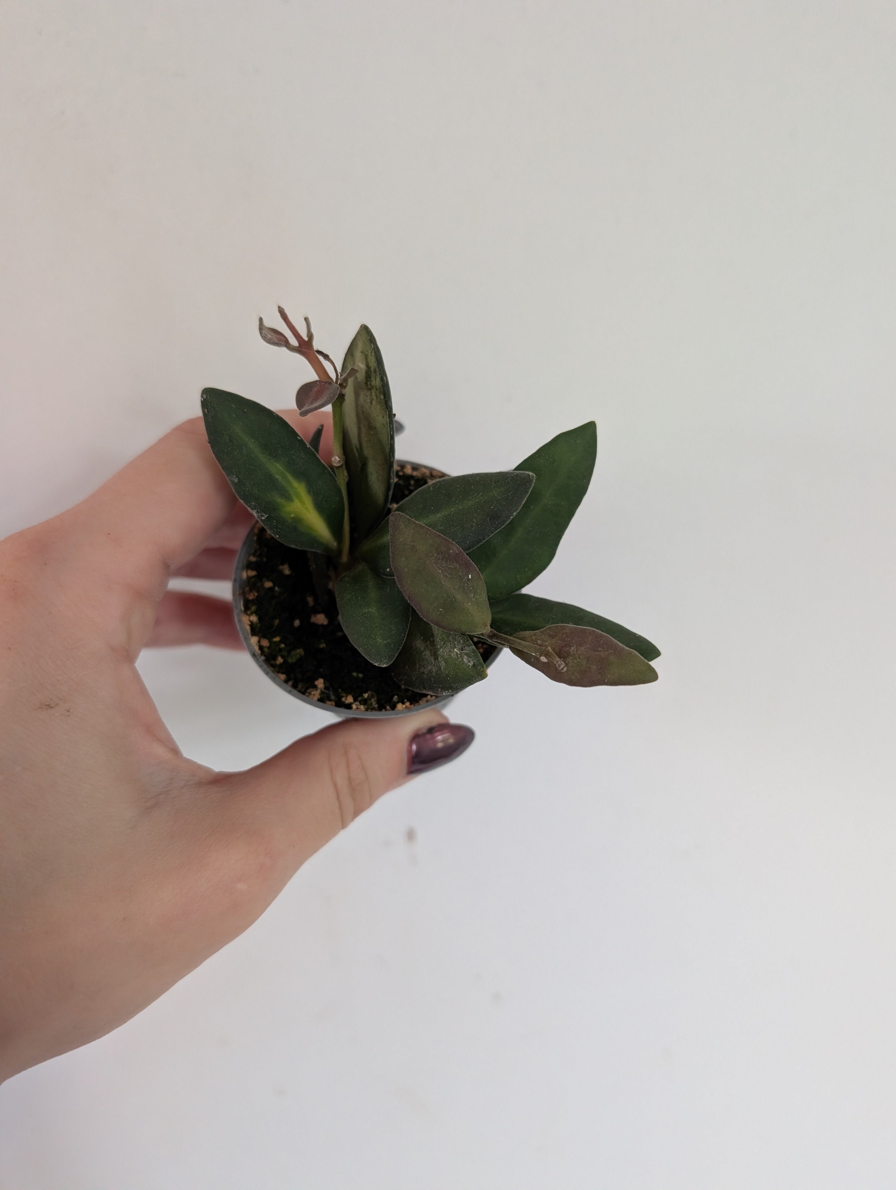 Hoya Butoniae 6cm
