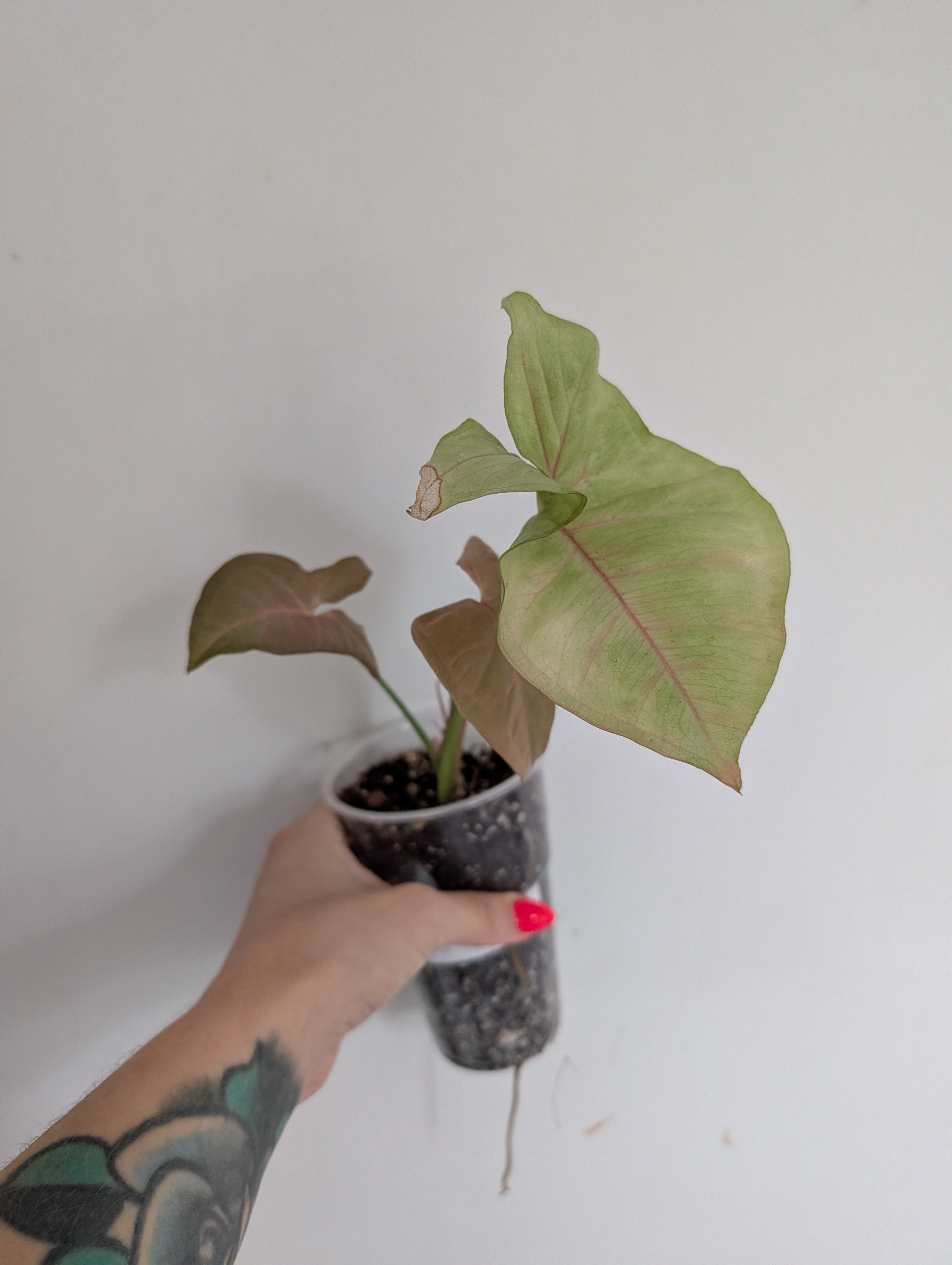Syngonium red heart