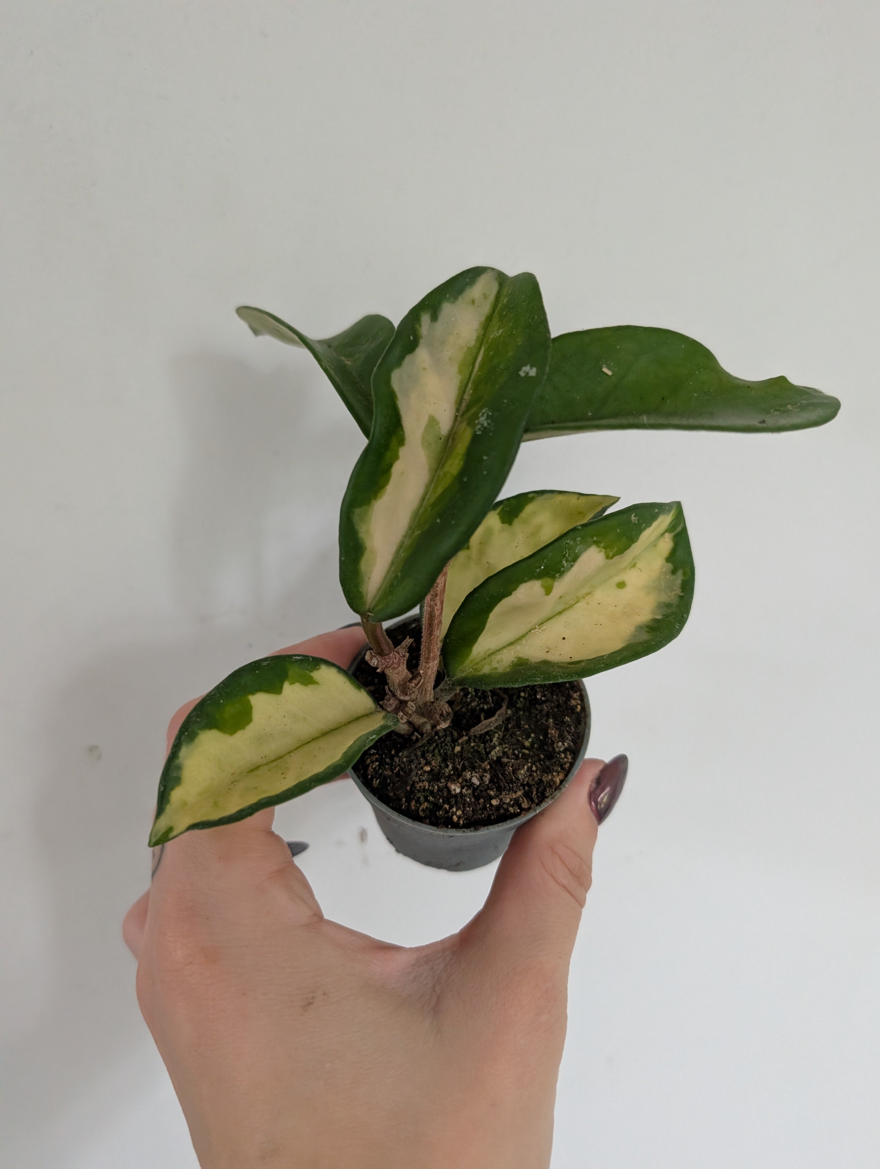 Hoya Carnosa Krimson Queen 6cm