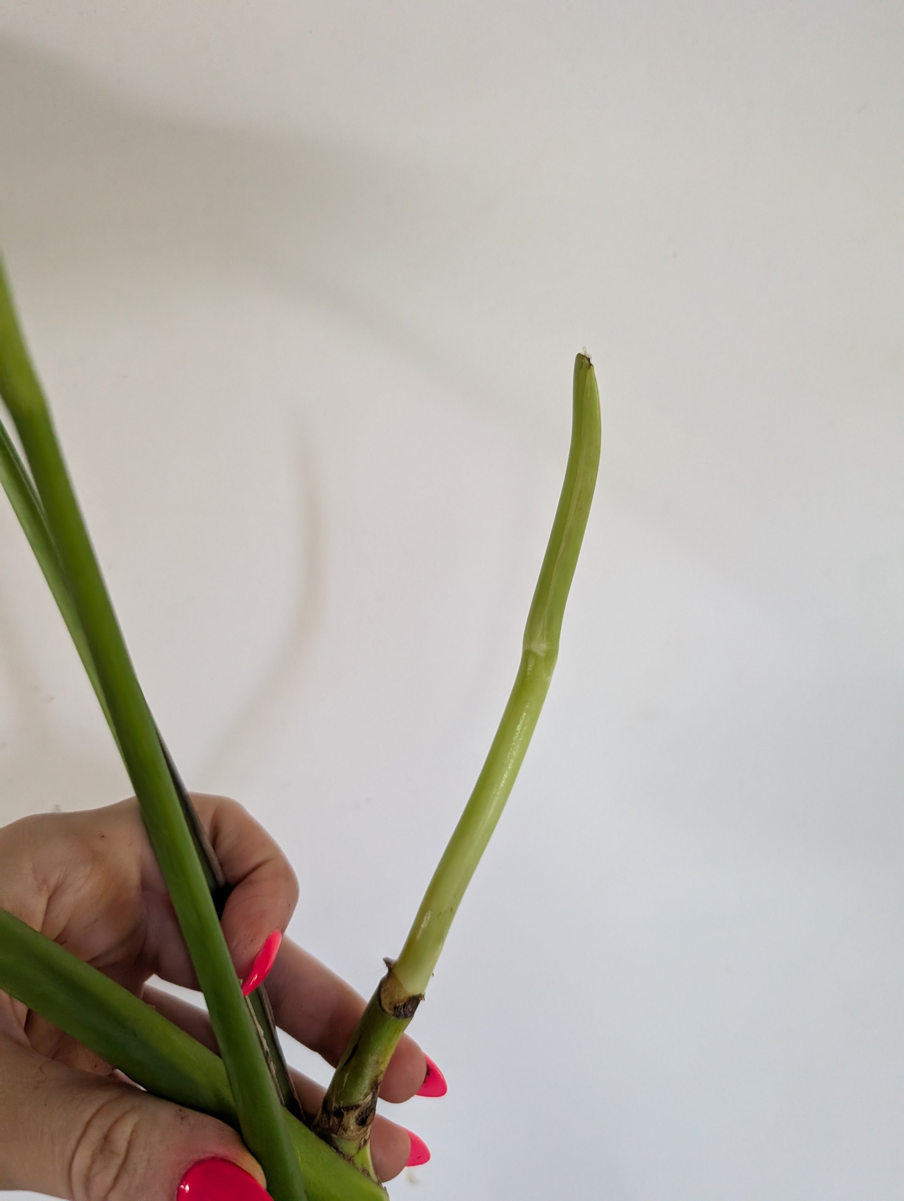 Monstera burle marx flame unrooted clipping