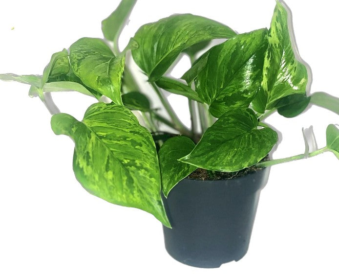 Pre-order epipremnum marble green 12cm