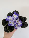 African Violet