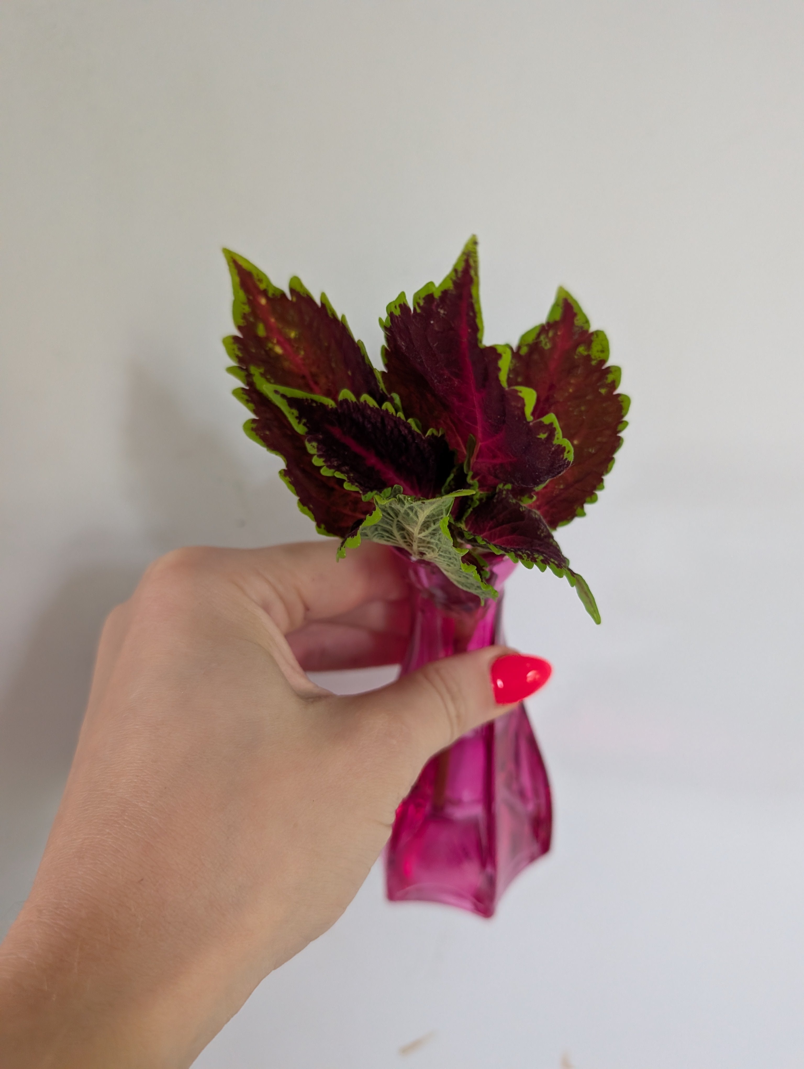 Coleus unrooted clipping in propagation pot