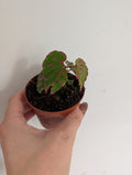 Begonia malachostica
