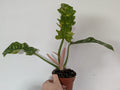 Philodendron Ring of fire