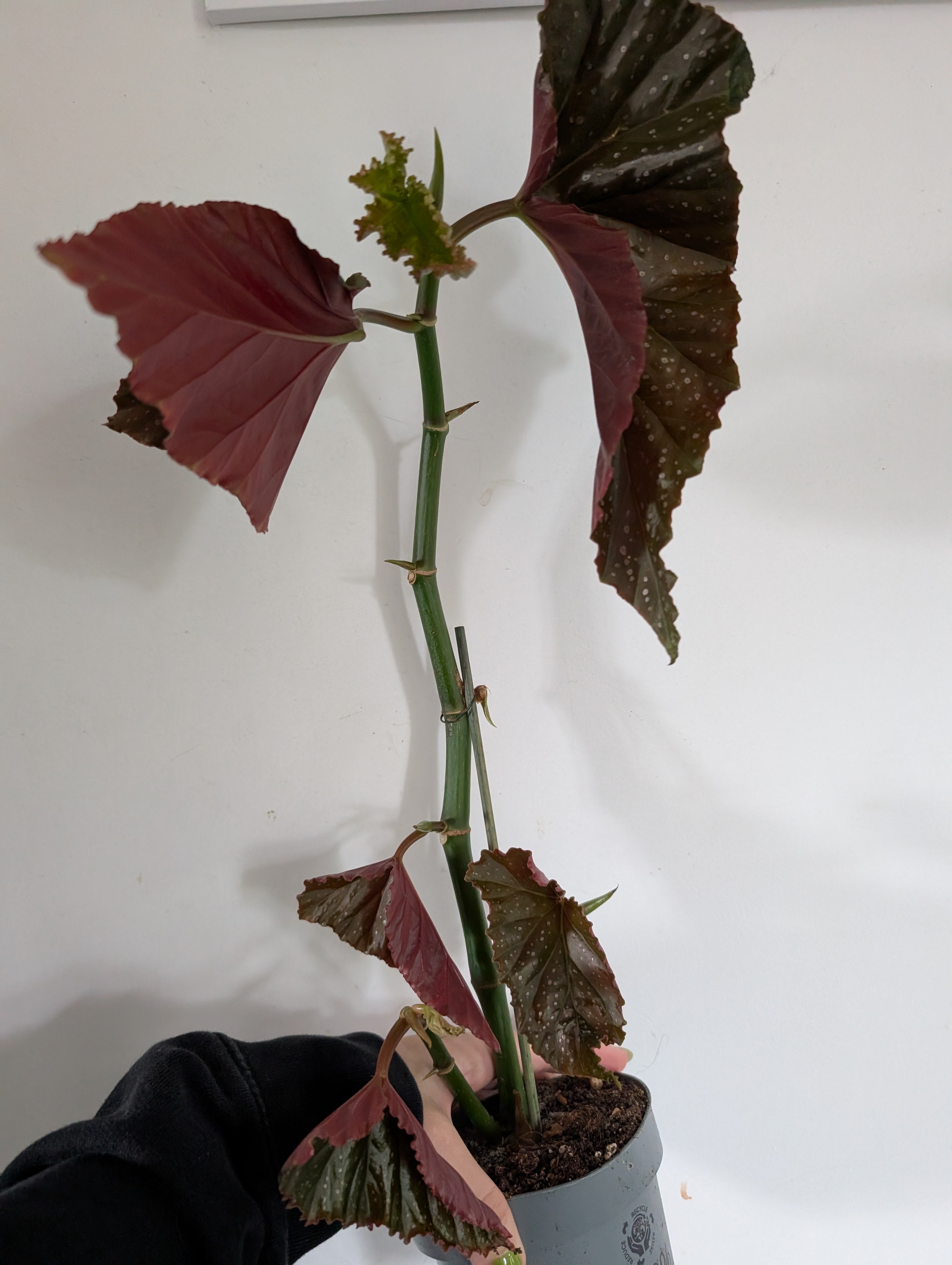 Begonia Lucerna