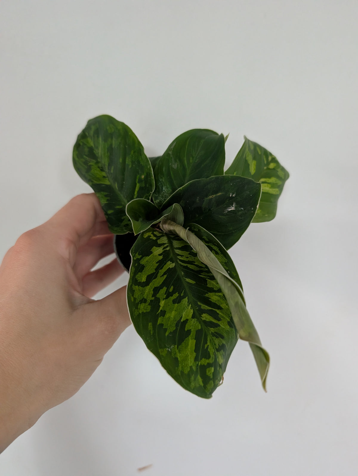 homalomena camouflage 6cm