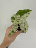 Alocasia odora variegated 6cm