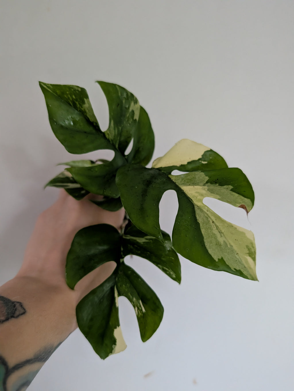 Rhaphidophora Tetrasperma Variegated 6cm