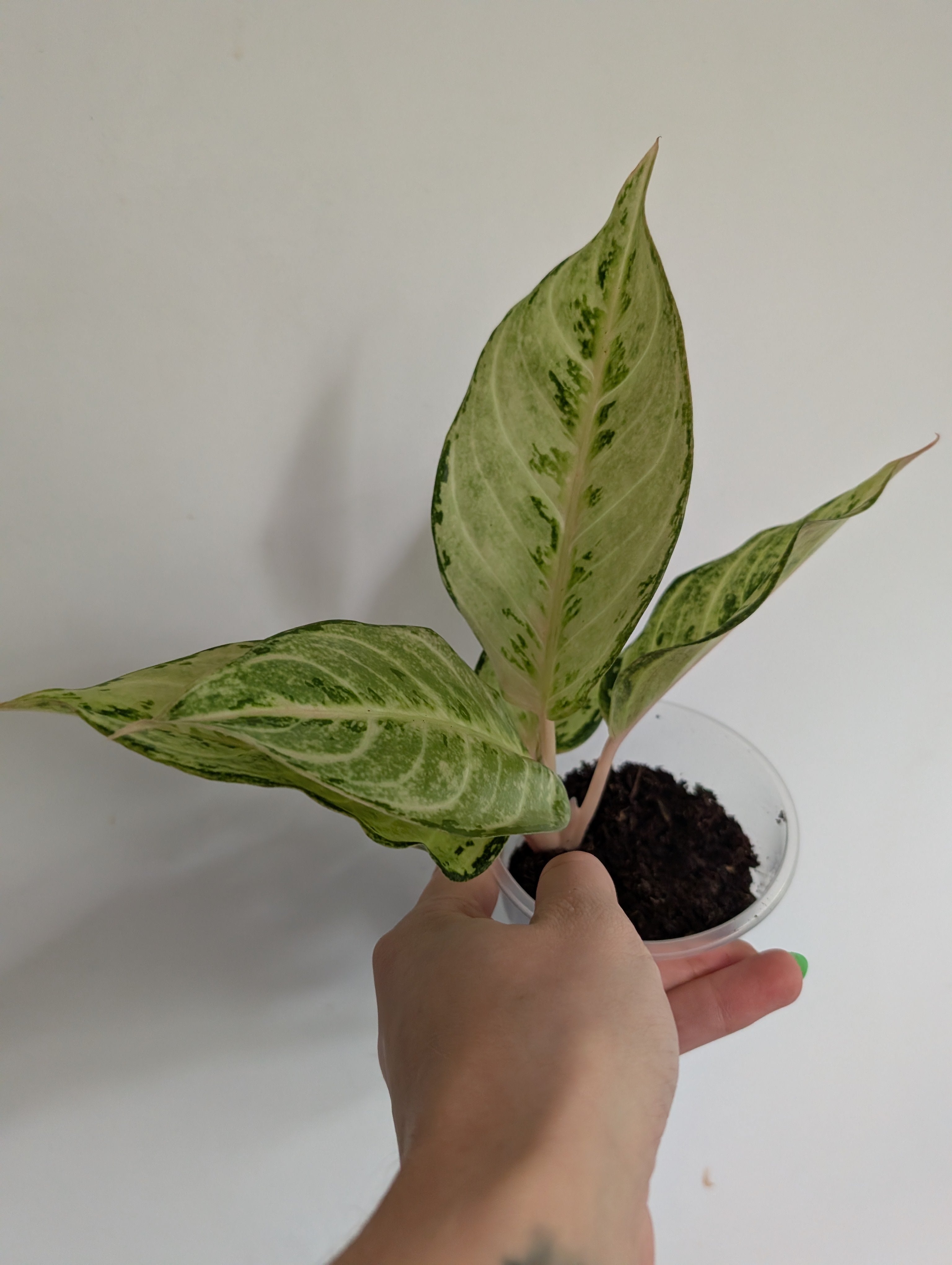 Aglaonema chartreuse pretty