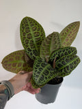 Labisia Obtusifolia 13cm