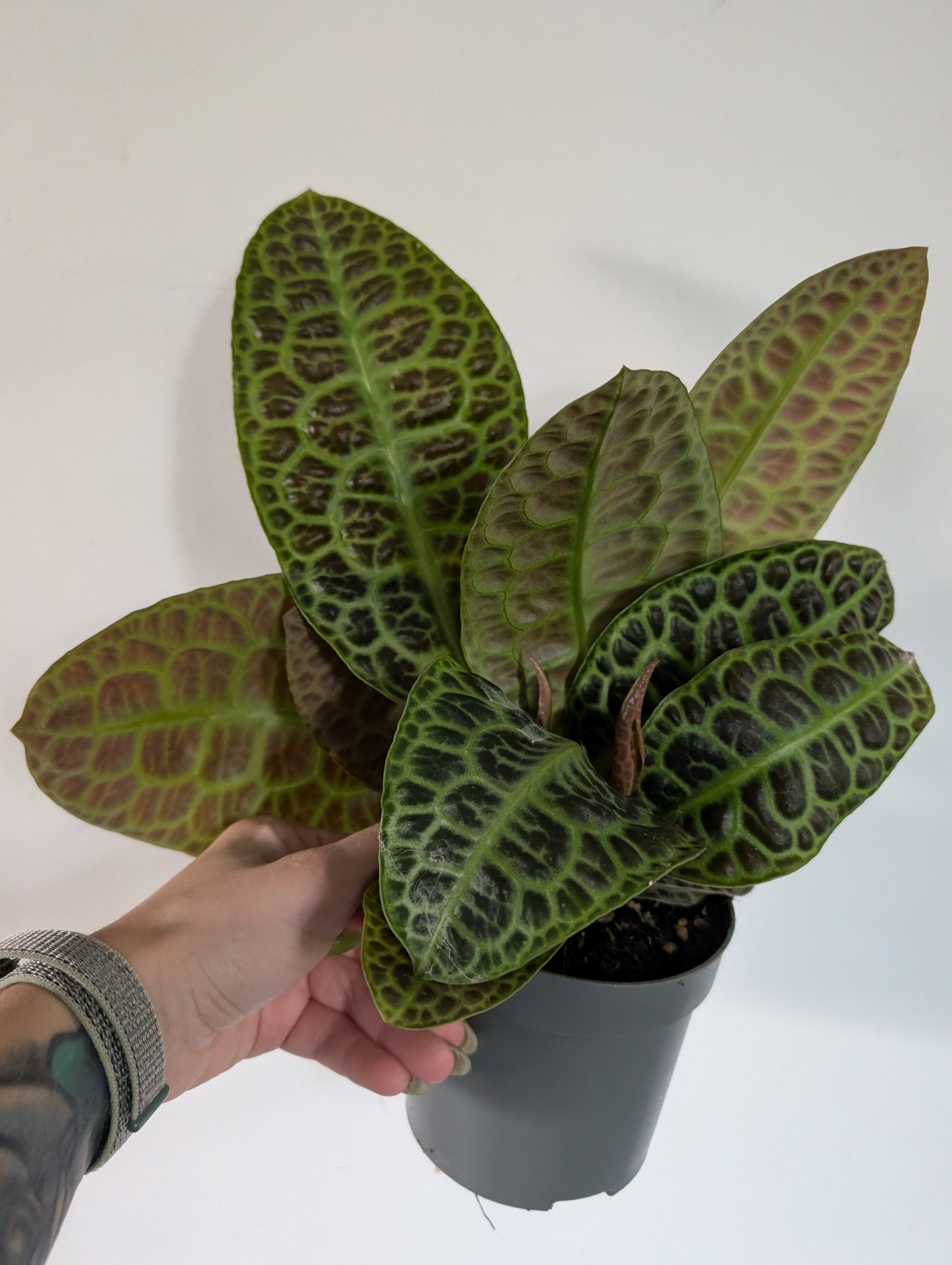 Labisia Obtusifolia 13cm