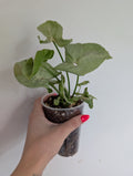 Syngonium milk confetti