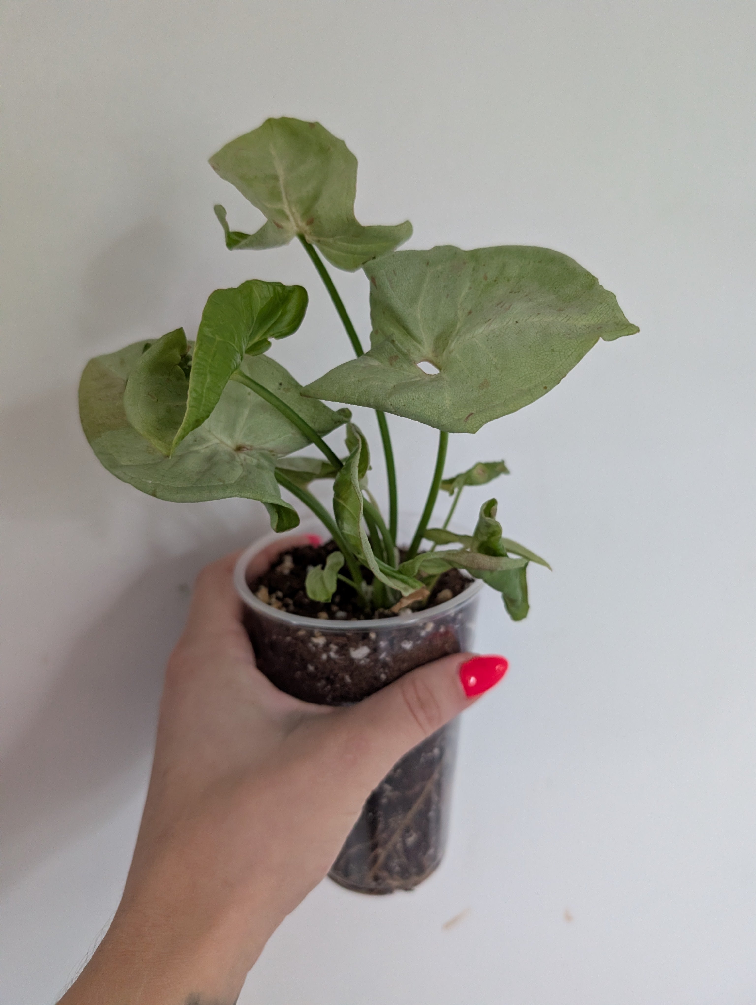 Syngonium milk confetti