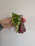 Monstera adansonii albo unrooted clipping in propagation pot
