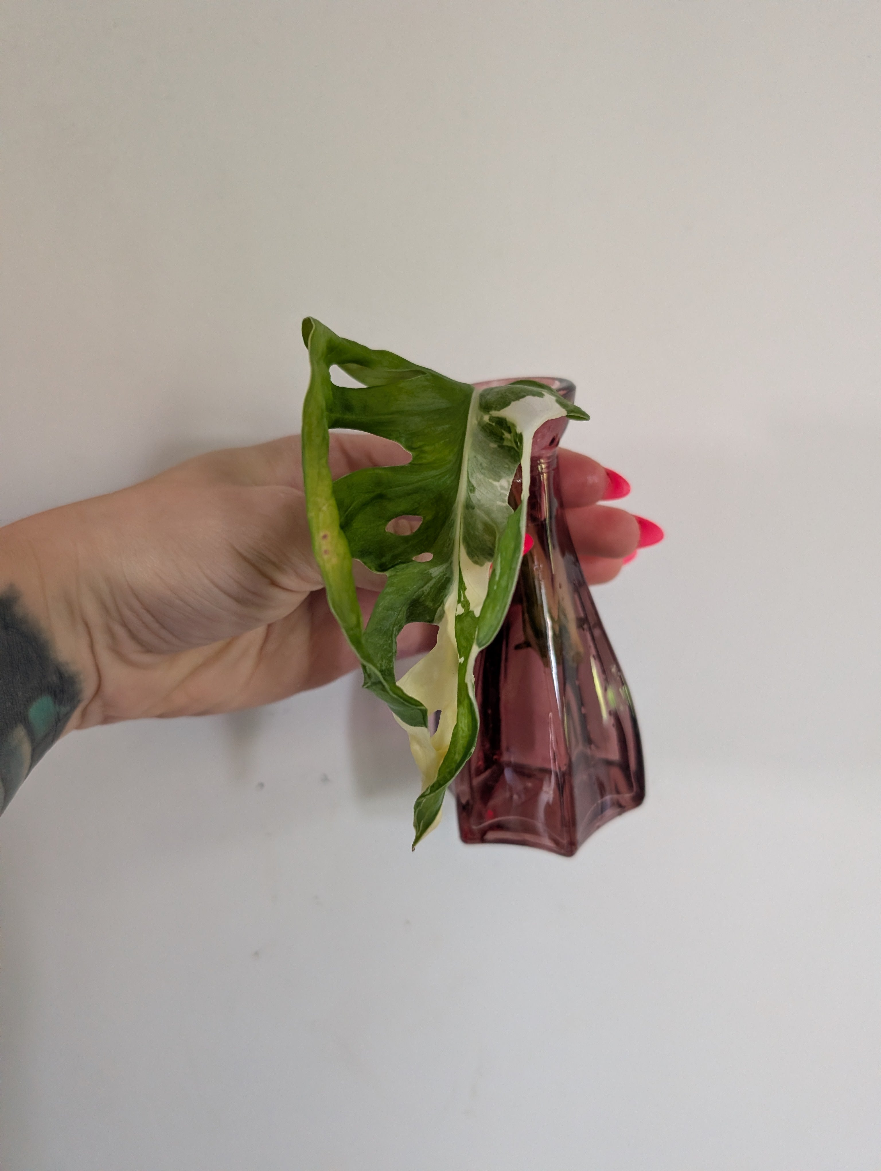 Monstera adansonii albo unrooted clipping in propagation pot