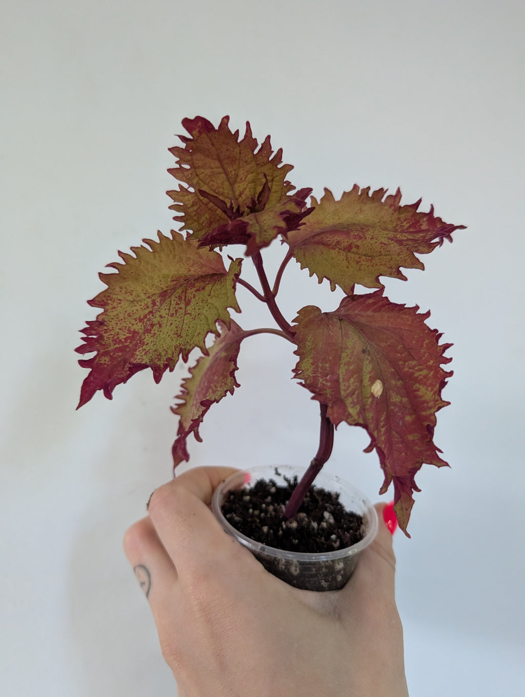 Coleus Henna