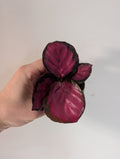 Calathea crimson 6cm