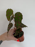 Begonia Pink Dottie