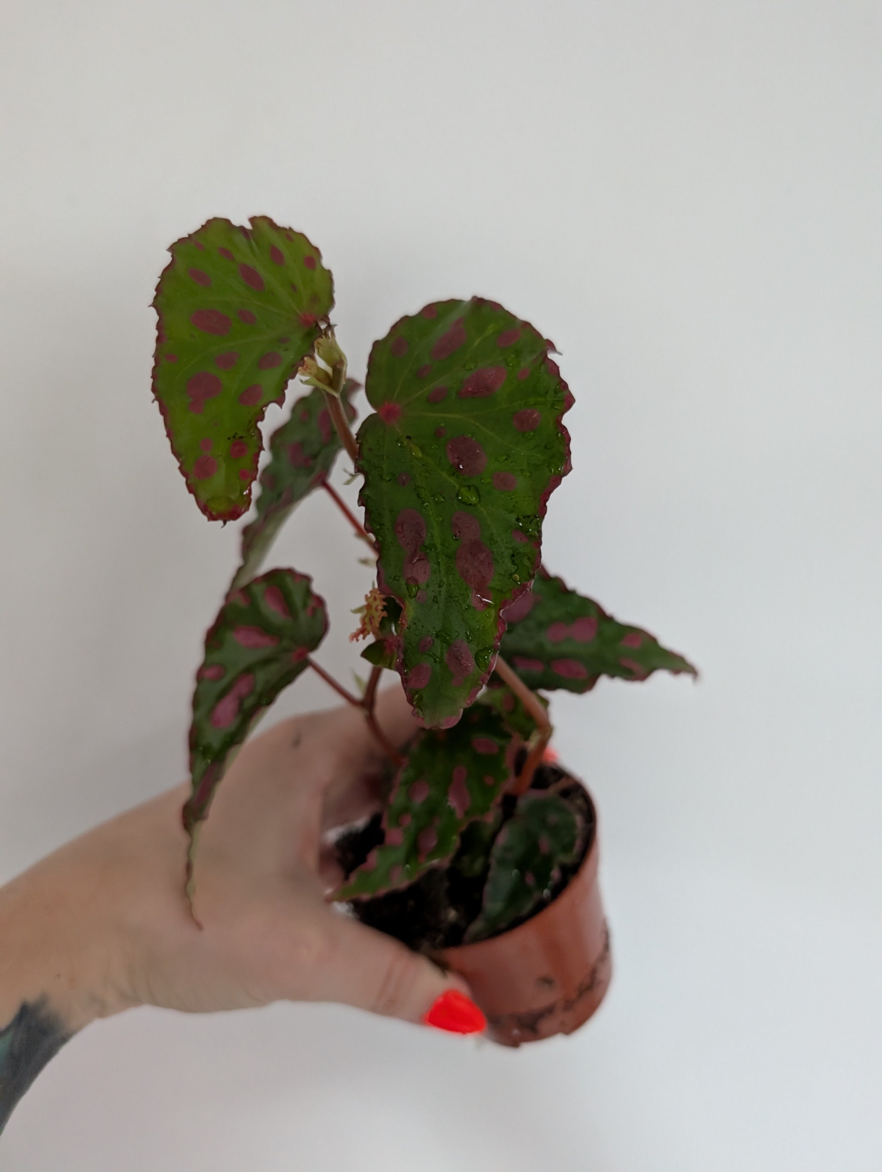 Begonia Pink Dottie