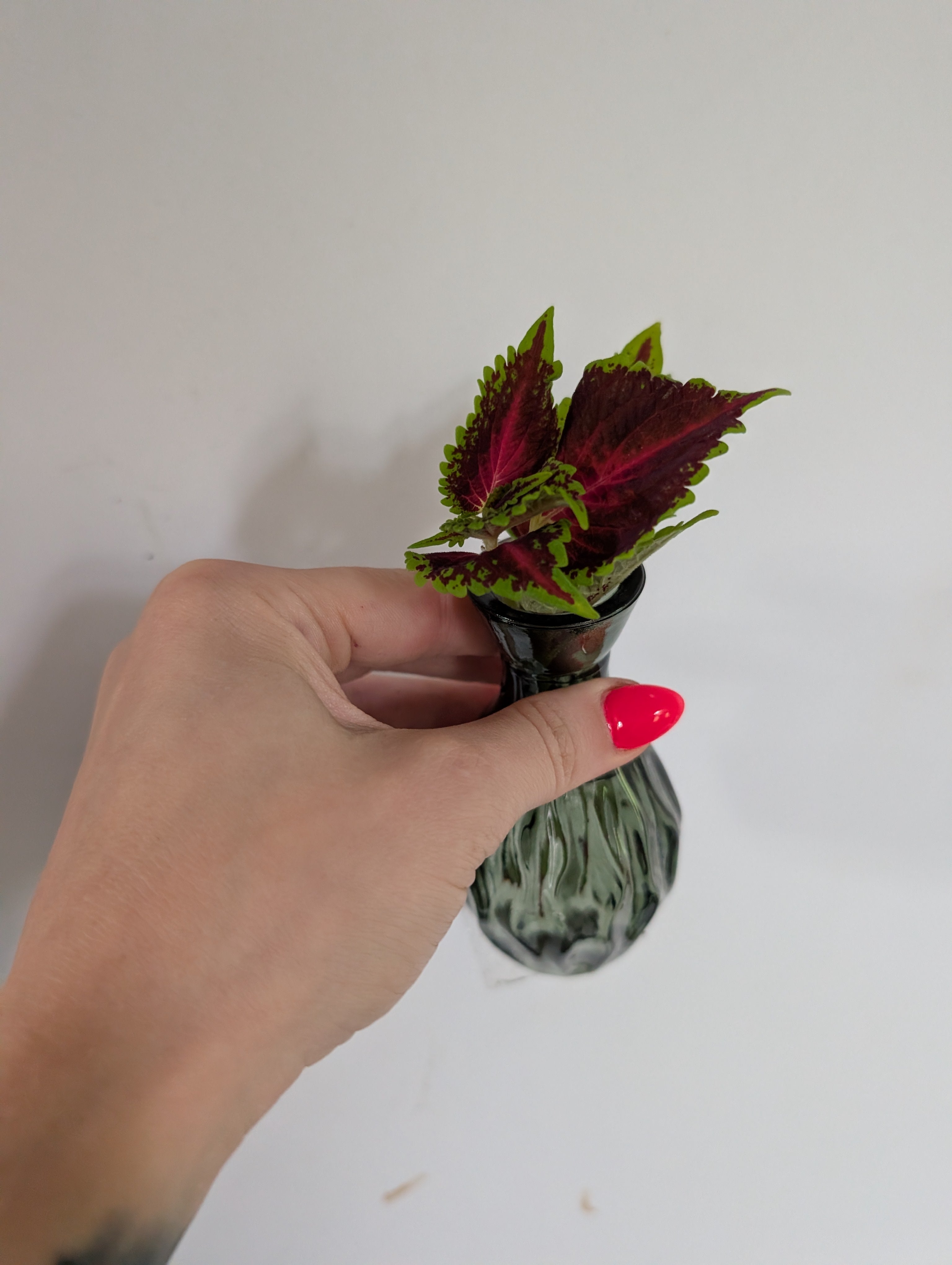 Coleus unrooted clipping in propagation pot