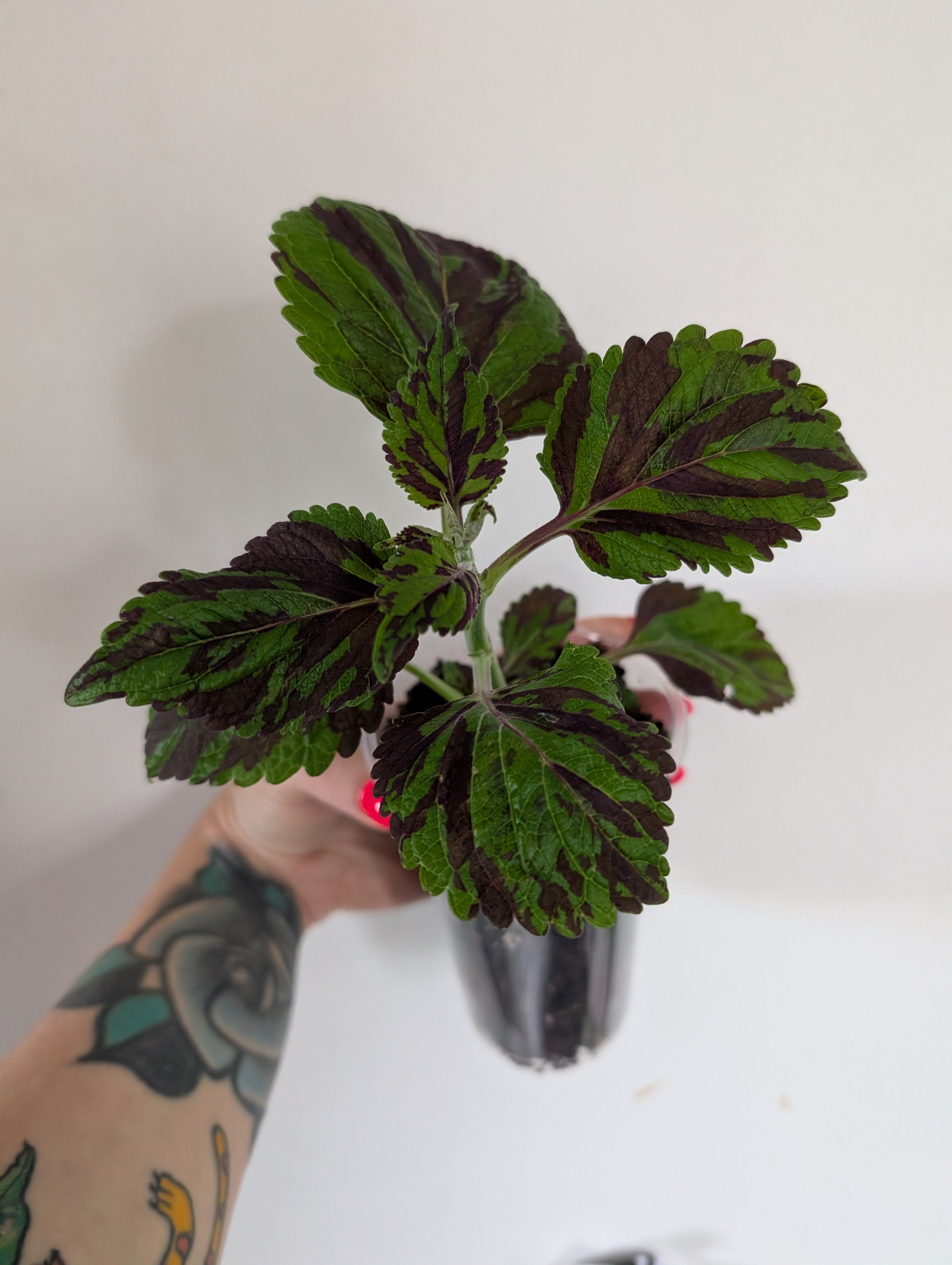Coleus Tiger