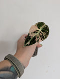 Alocasia Black Velvet pink Variegated