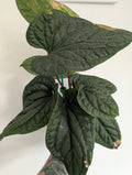 Anthurium Luxurians X Radicans