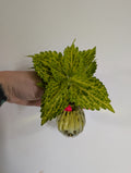 Coleus unrooted clipping in propagation pot
