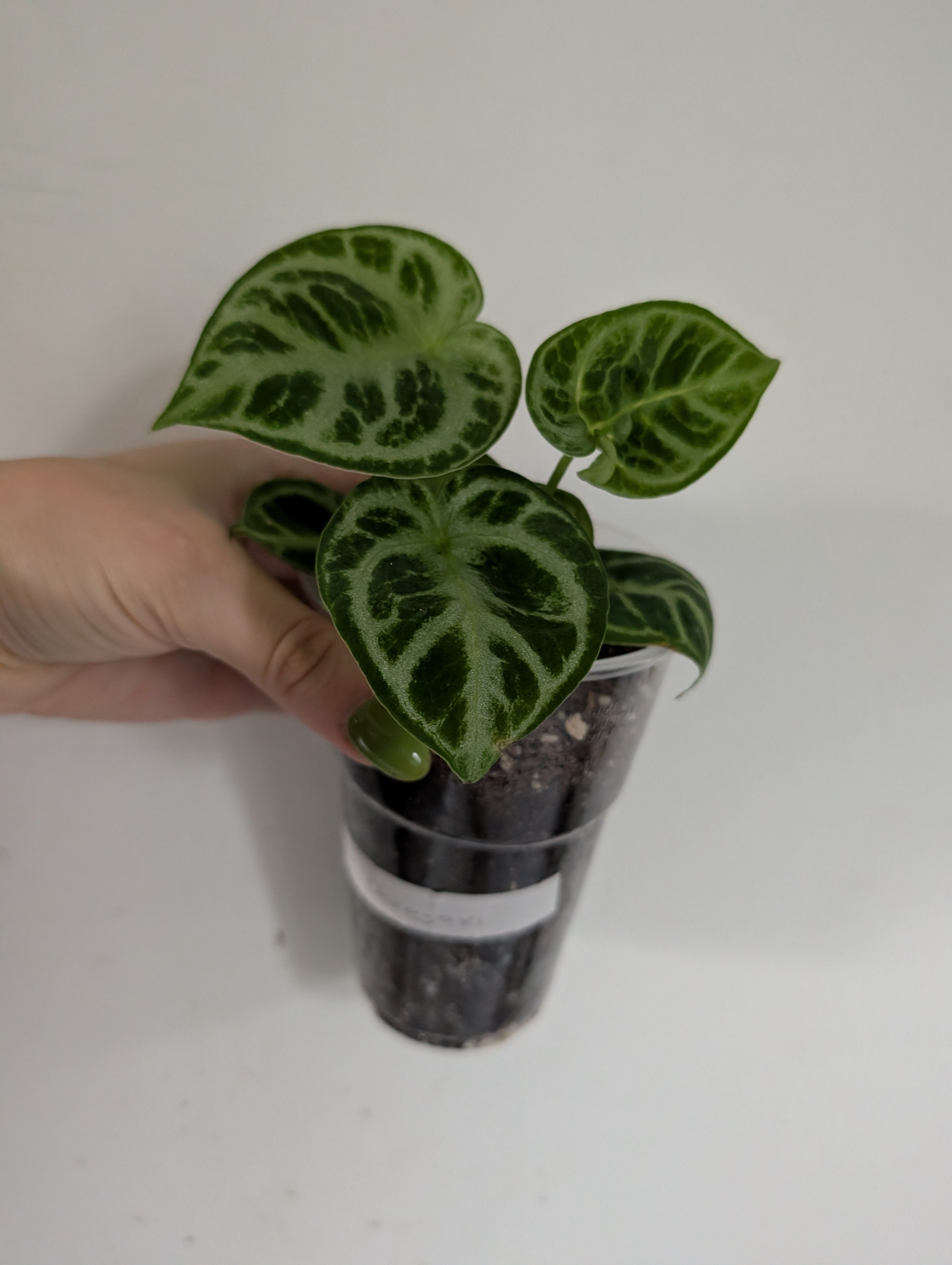 Anthurium Dorayaki