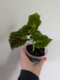 Coleus Spacecake