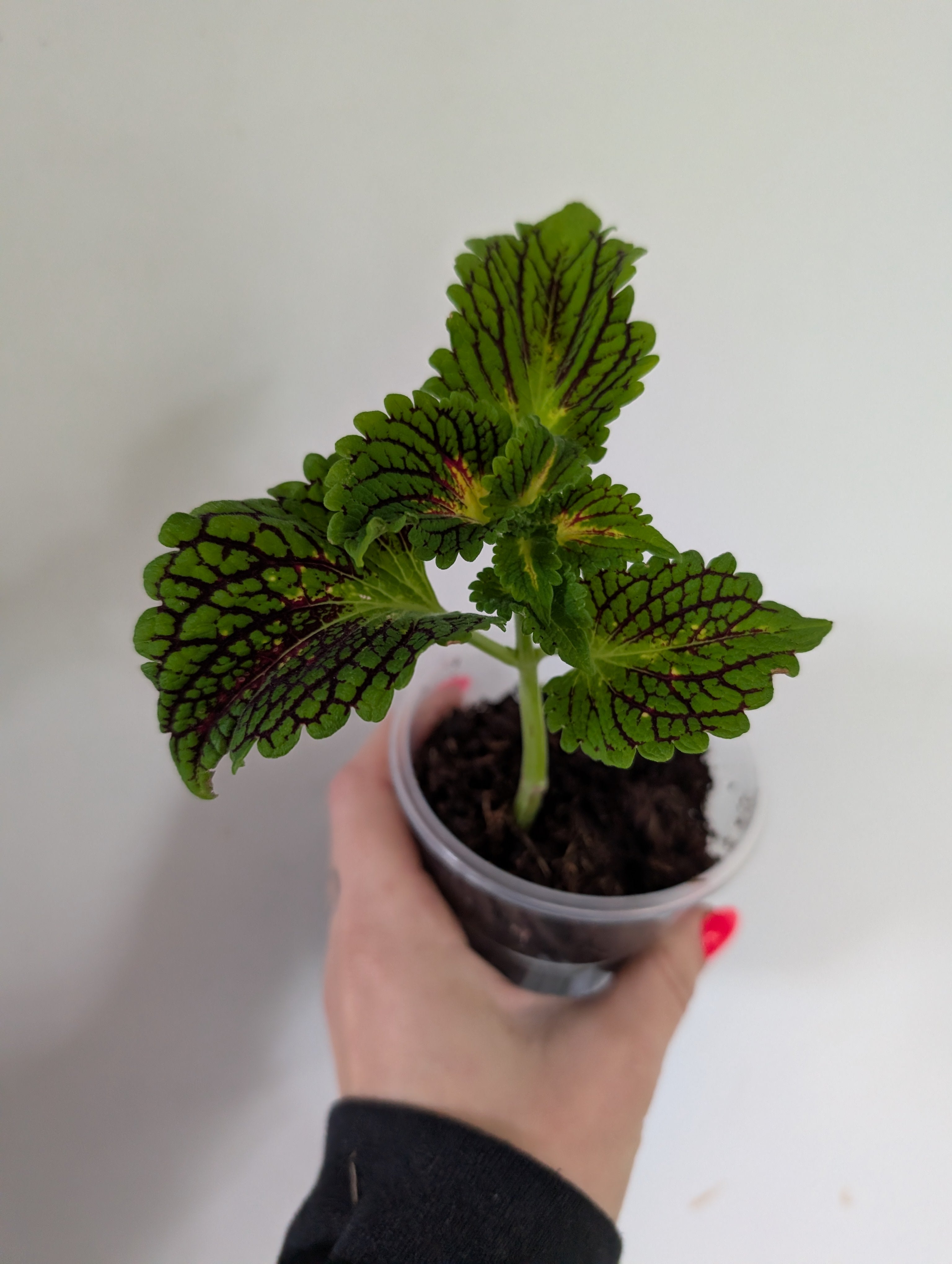 Coleus Spacecake