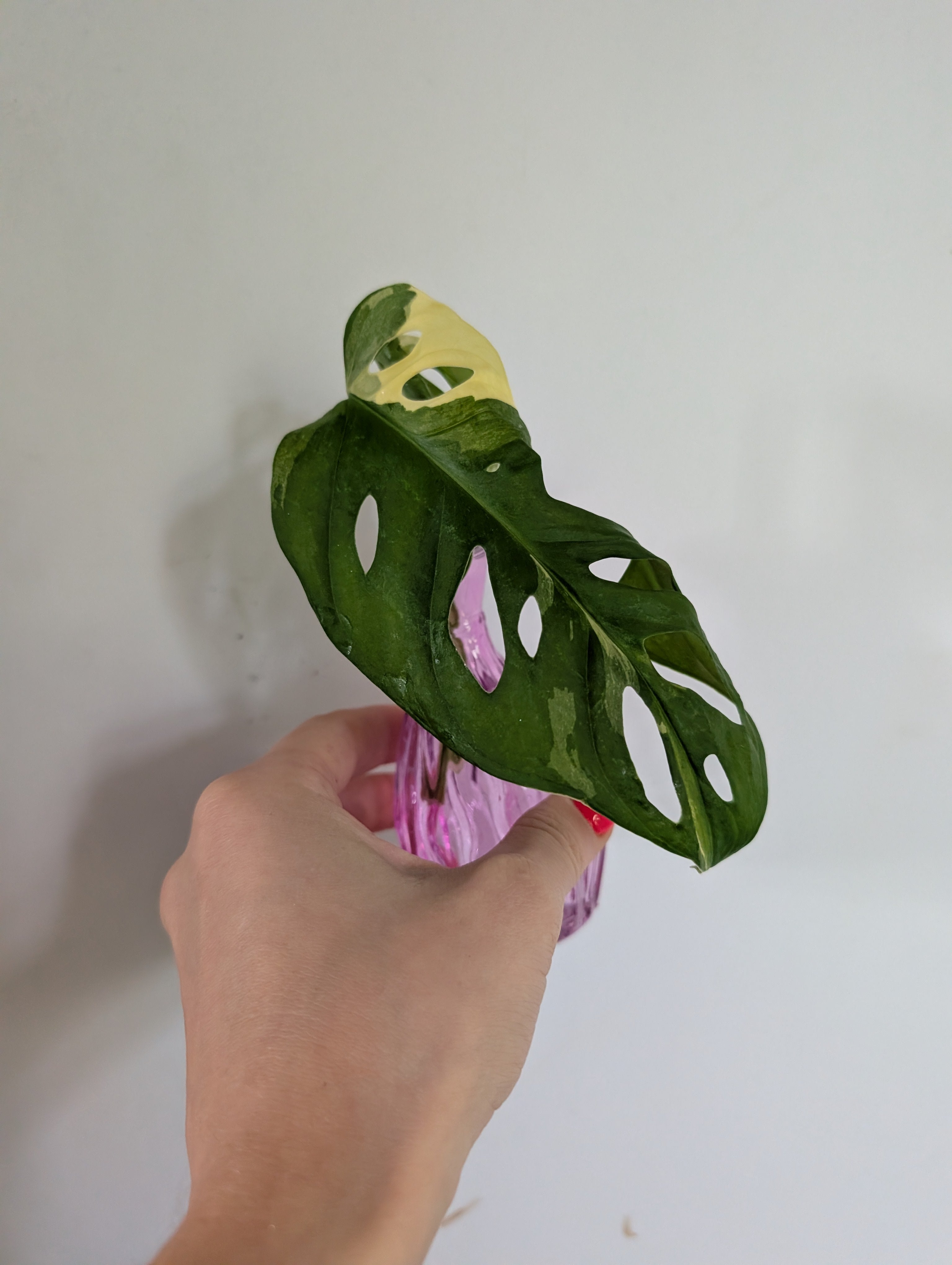 Monstera adansonii albo unrooted clipping in propagation pot