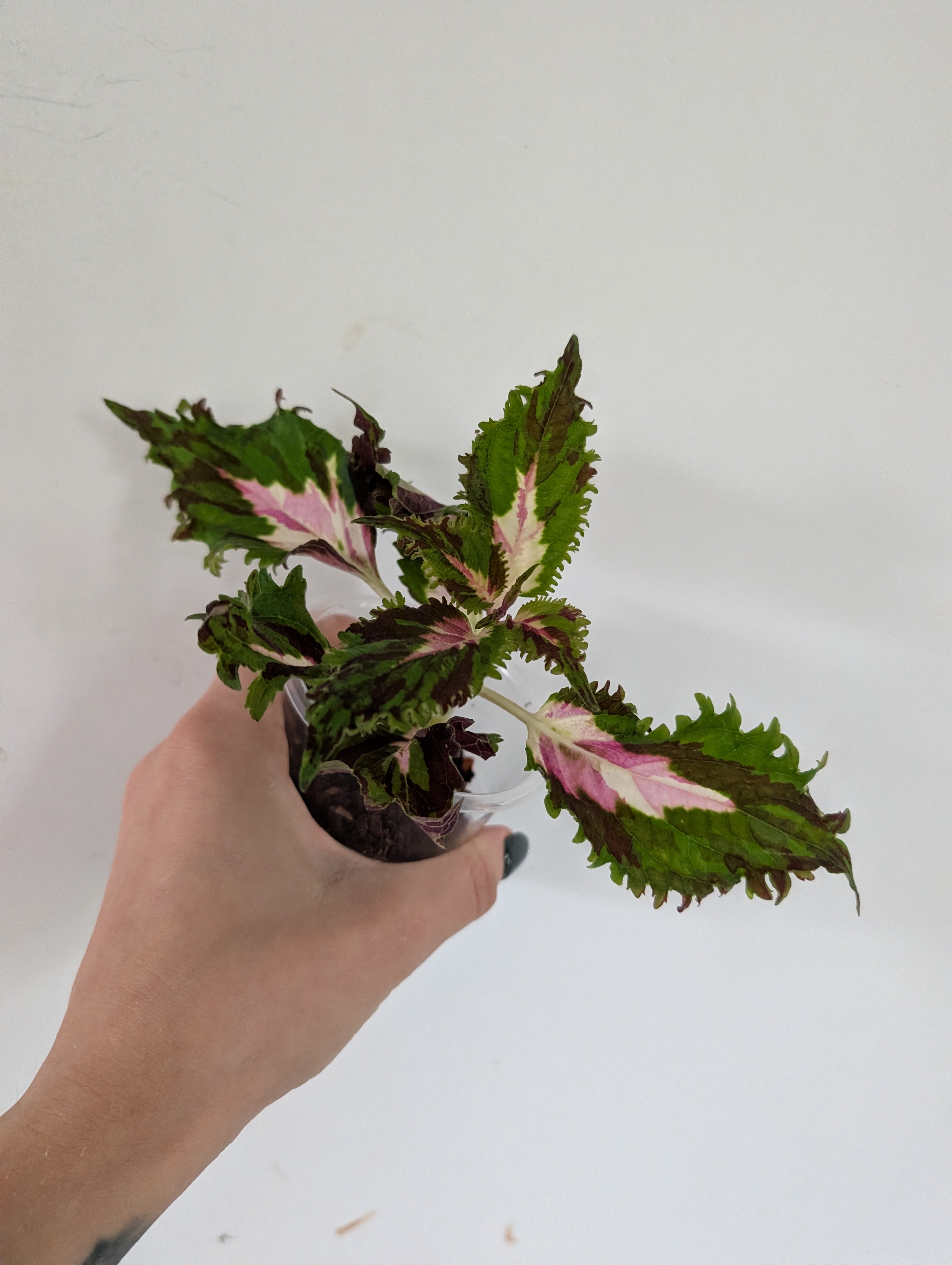 Coleus Dazzler