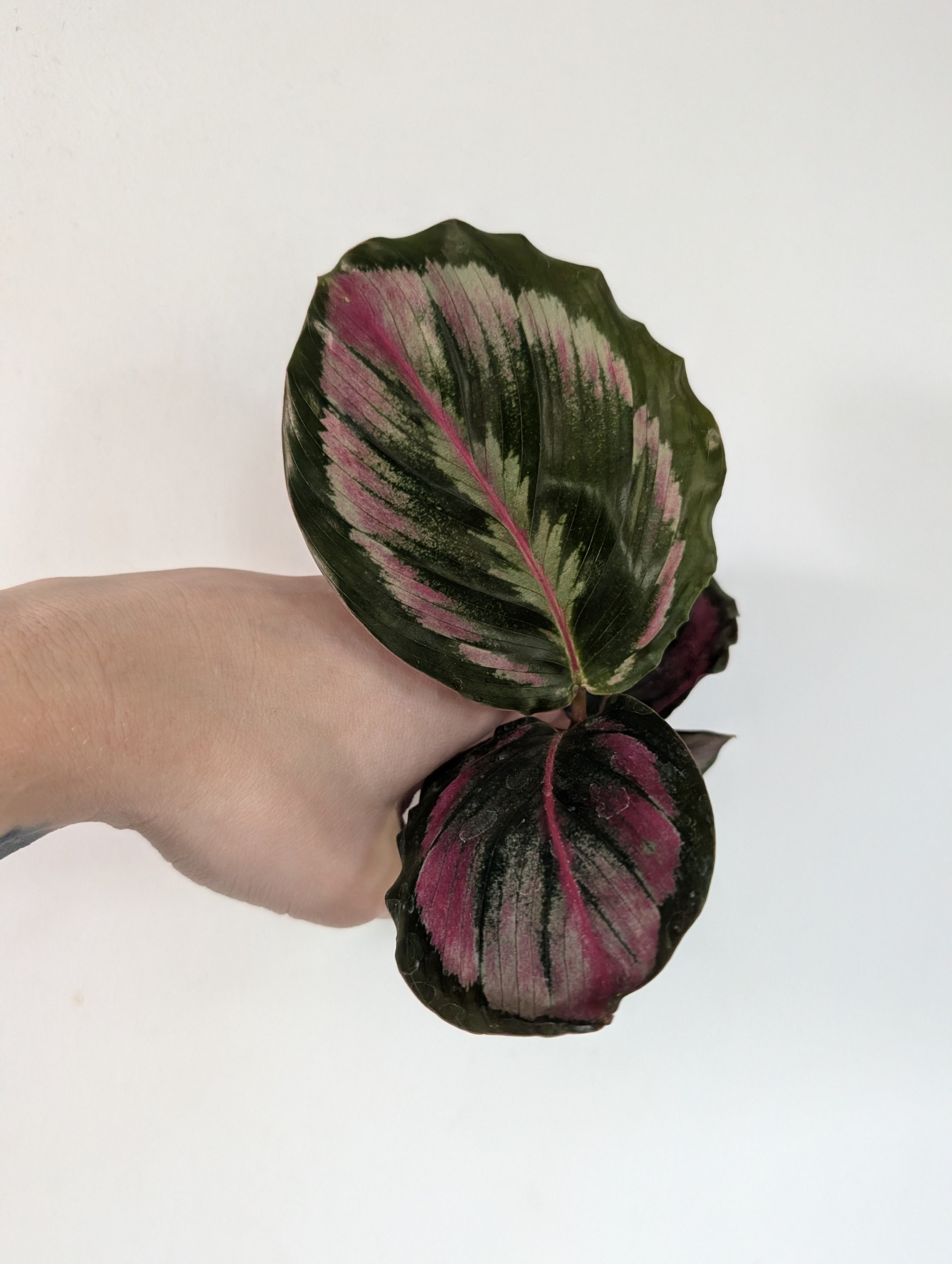 Calathea illustrus 6cm