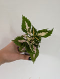 Coleus NOID