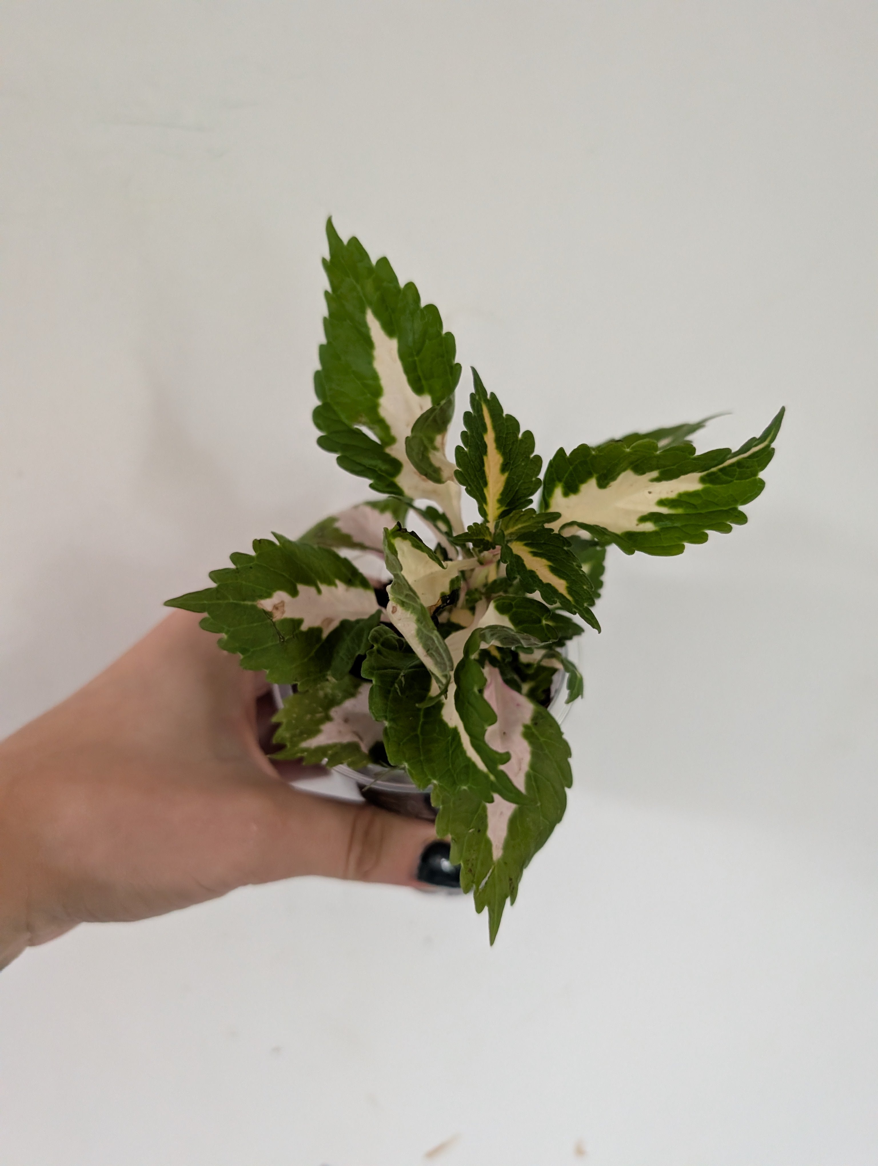 Coleus NOID