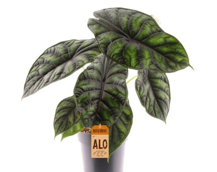 Pre-order Alocasia dragon scale 14cm