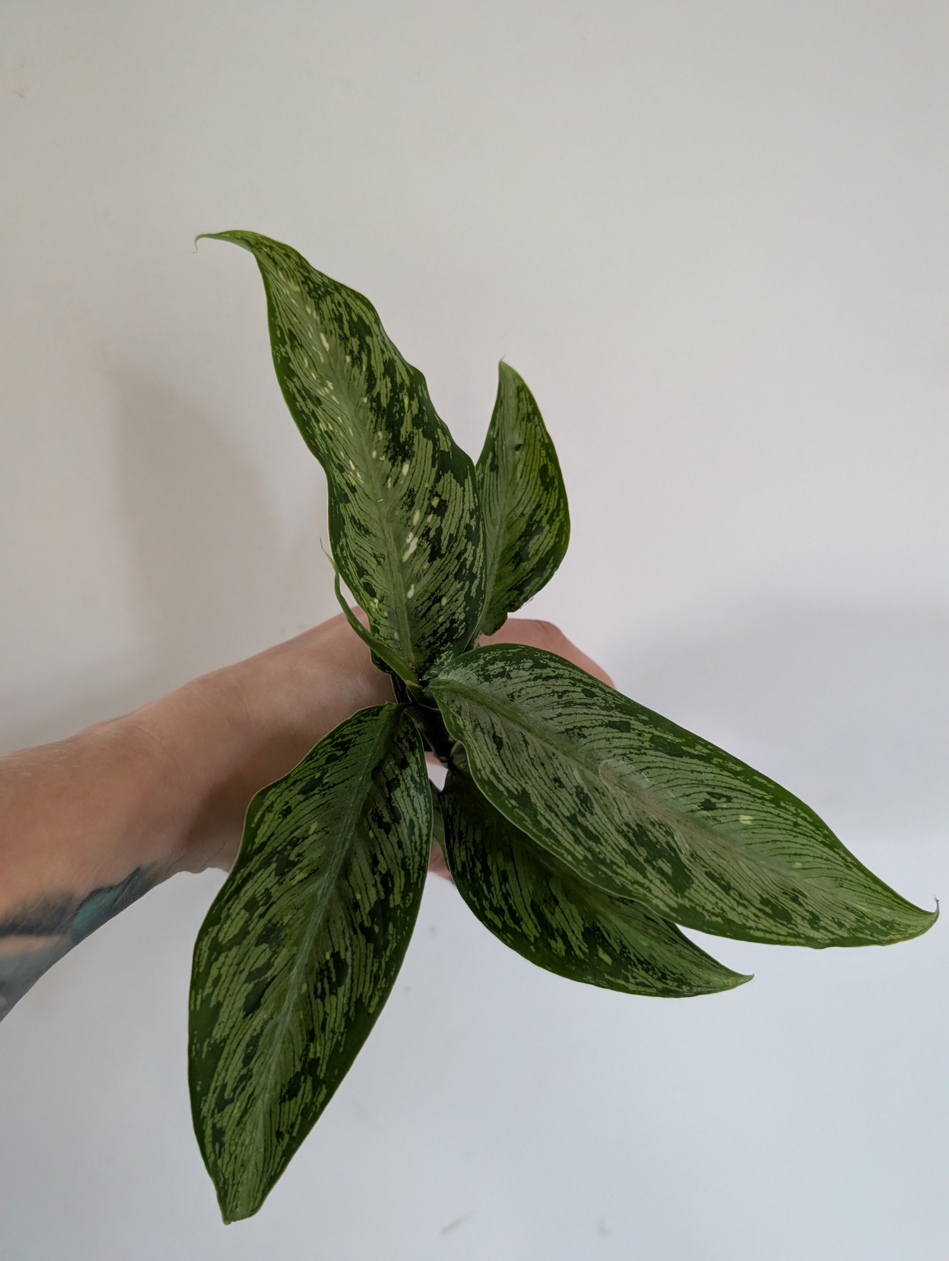 Dieffenbachia Snow 6cm