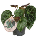Pre-order Begonia Ferox 12cm