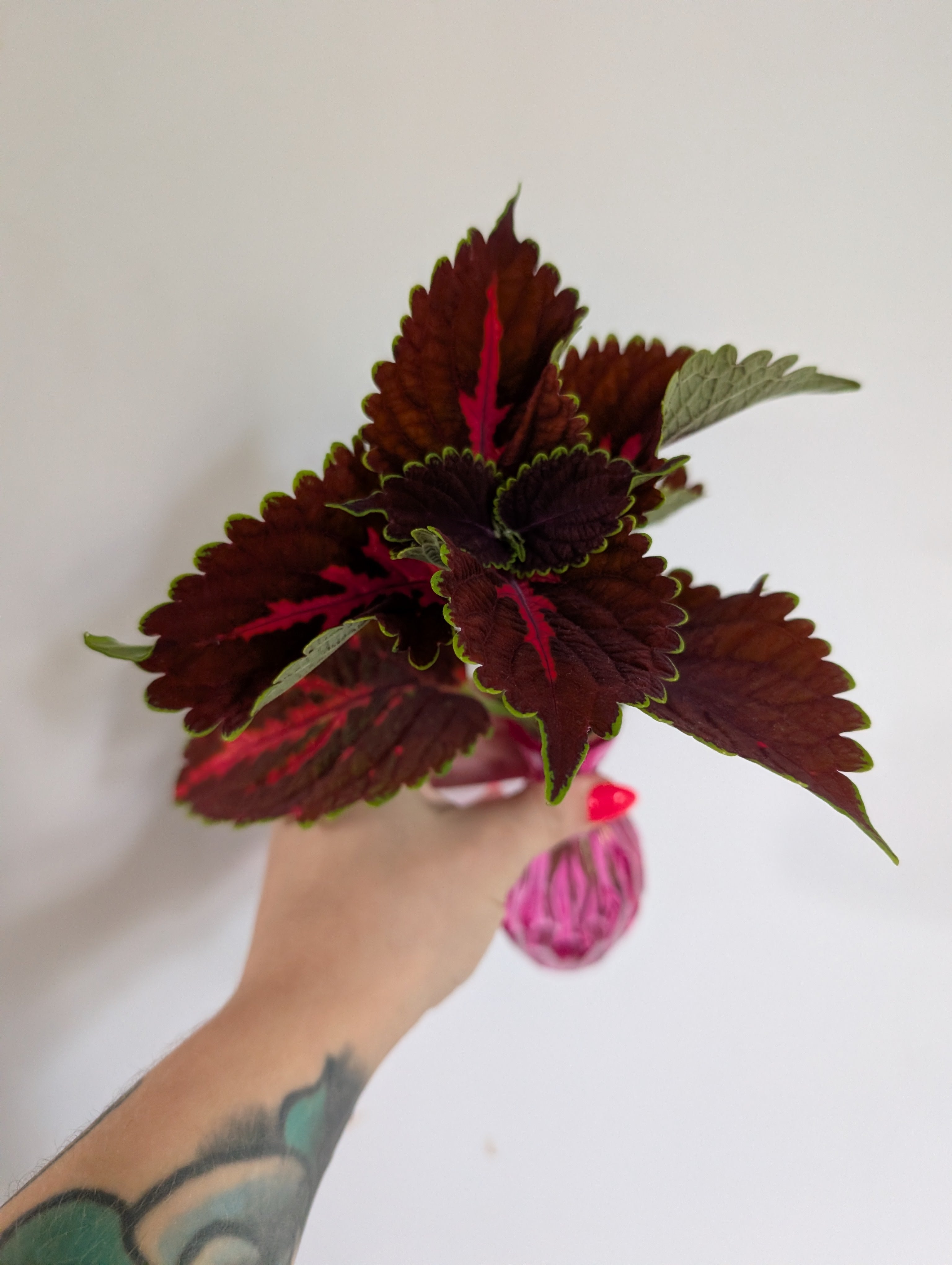 Coleus unrooted clipping in propagation pot