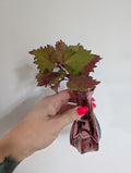 Coleus Henna unrooted clipping in propagation pot