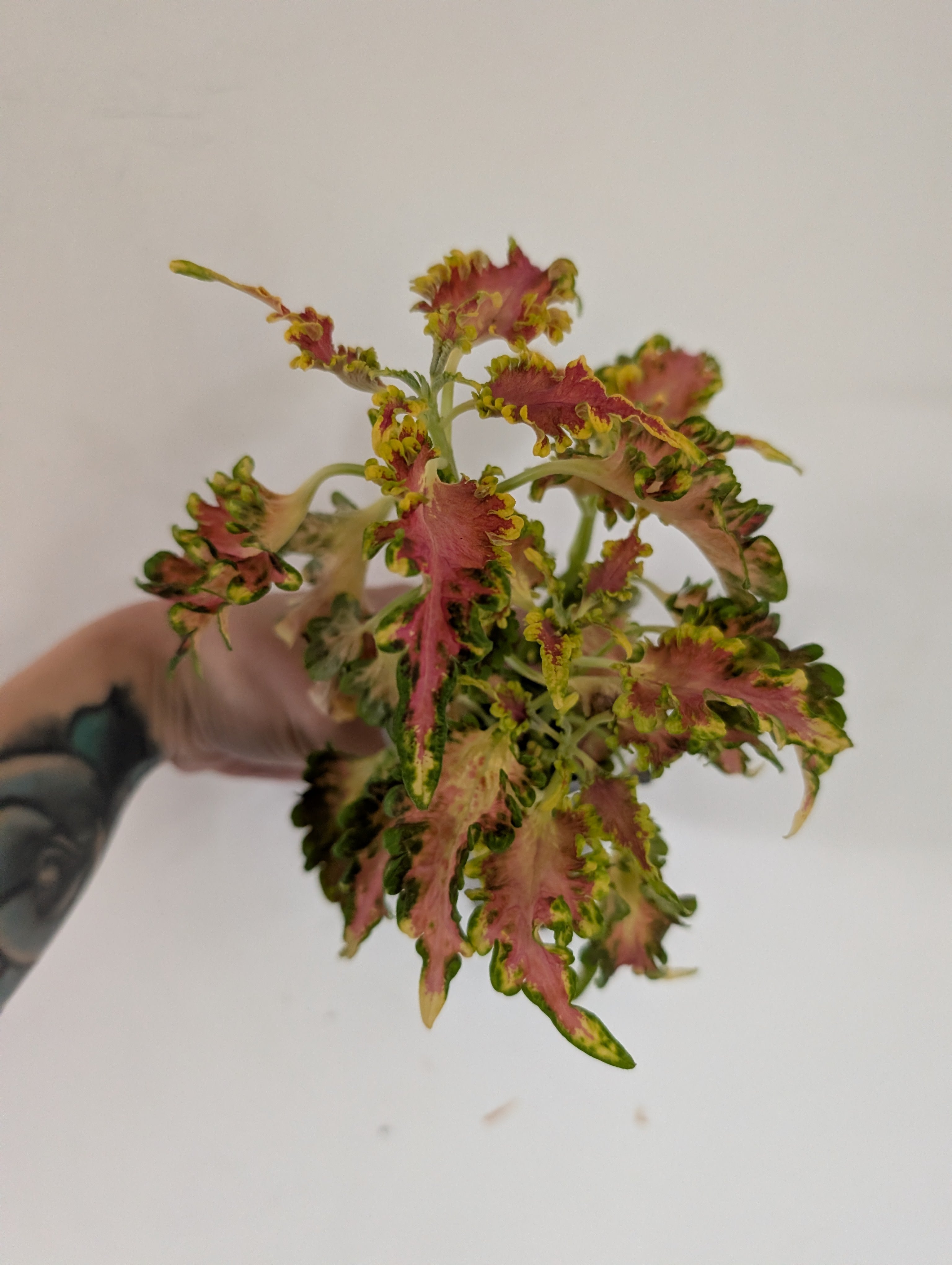 Coleus Durham Gala