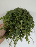 Peperomia Prostrata 12cm