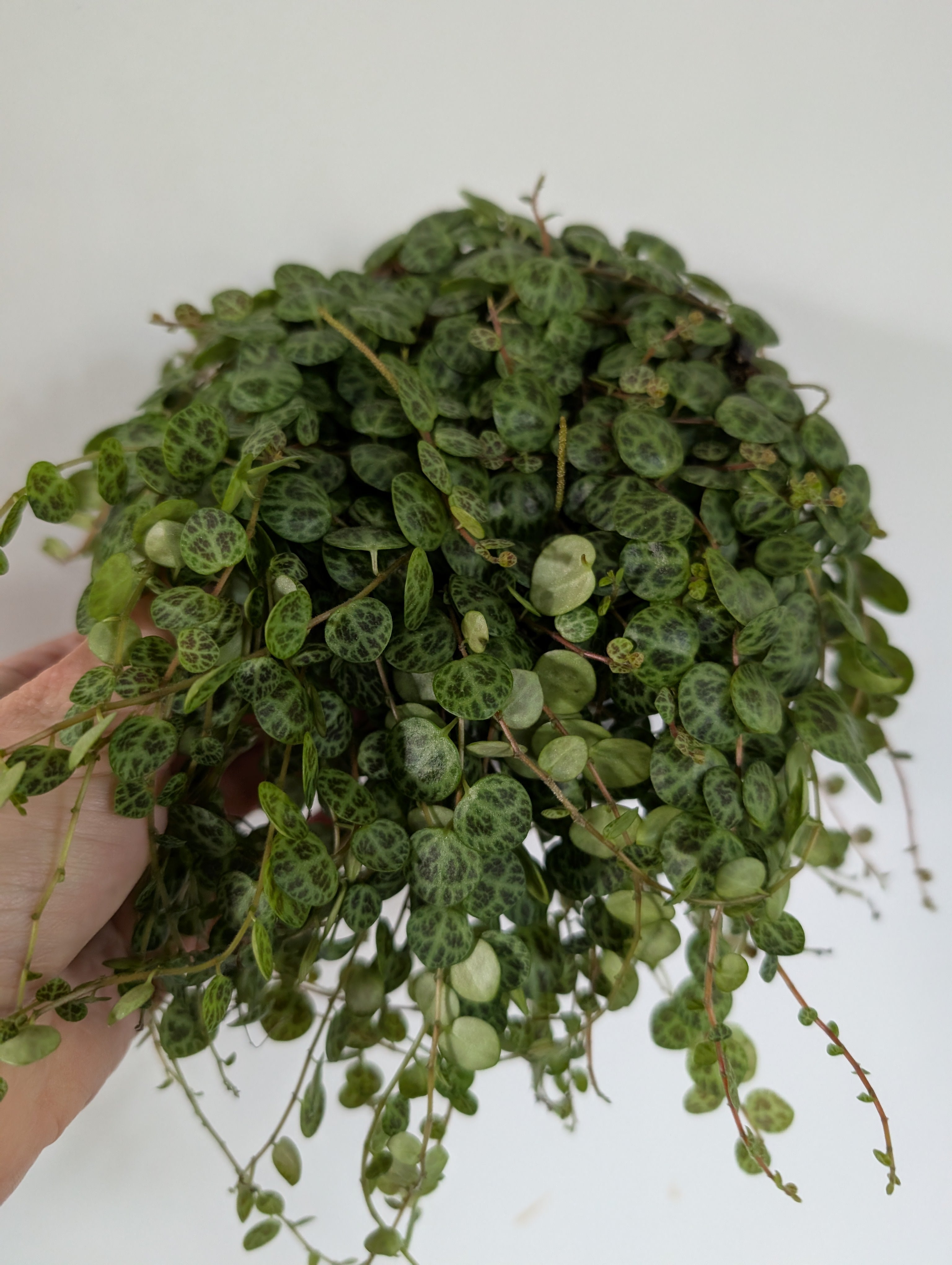 Peperomia Prostrata 12cm