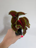 Coleus unrooted clipping in propagation pot