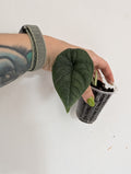 Alocasia melo small