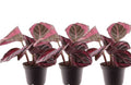 Pre-order Calathea Princess Jesse 7cm